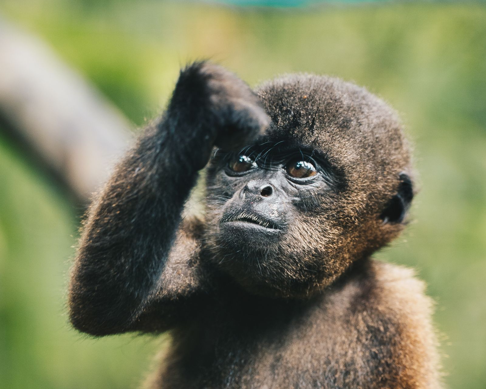 Adopt Ojo the baby woolly monkey